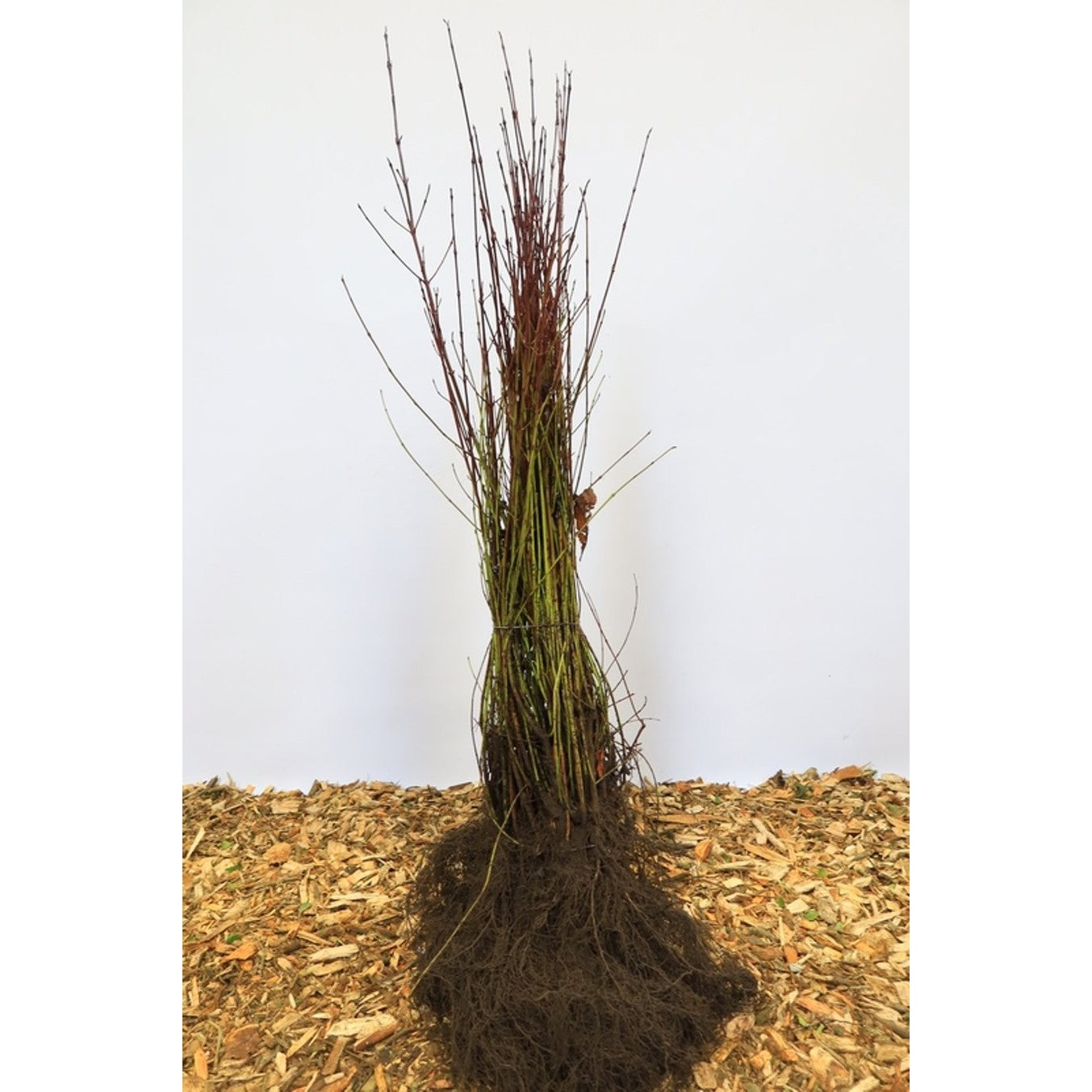 Kornell – Cornus sanguinea - 60-100 CM bare root 1/1